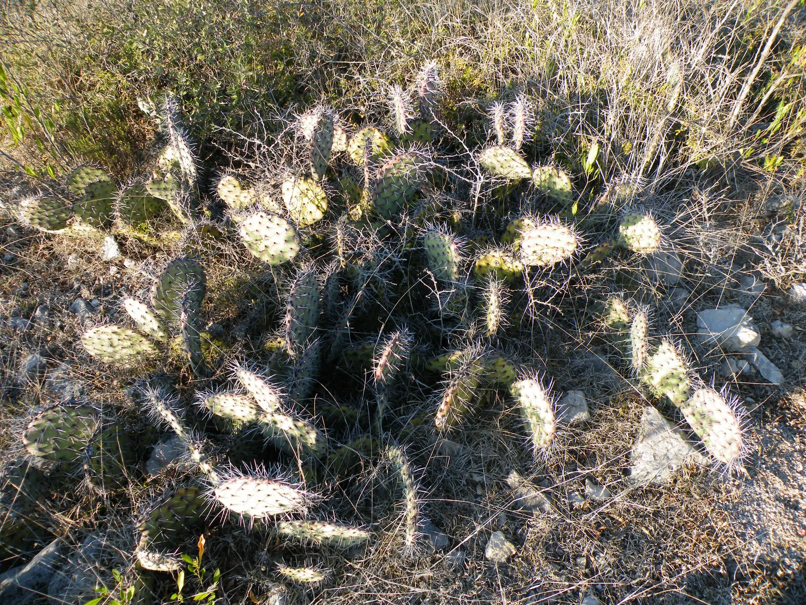 Engelmann's Prickly Pear (Opuntia Engelmannii) — allowing each plant about 4 to 6 feet apart to accommodate their growth and ease maintenance, image 102