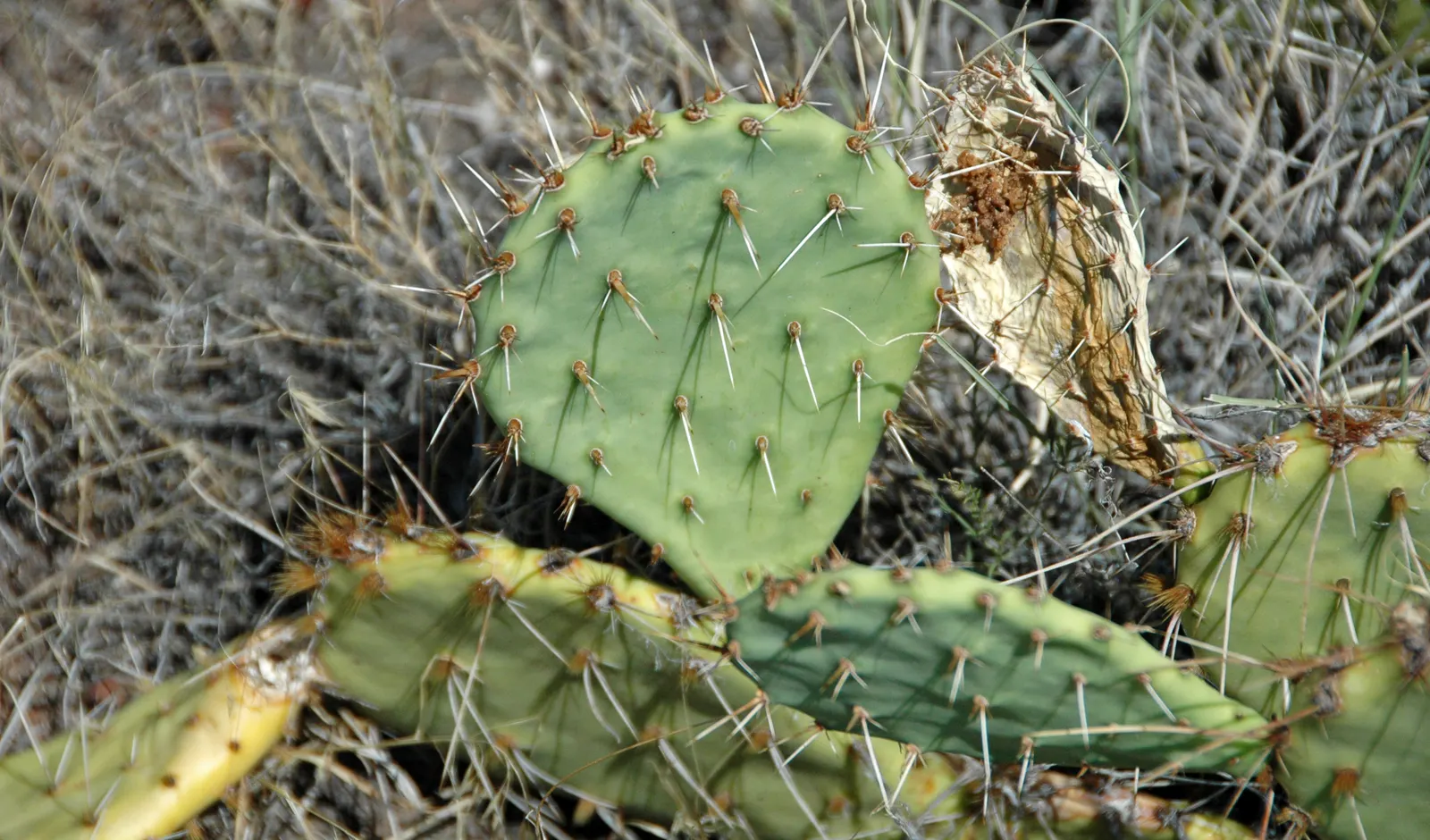 Engelmann's Prickly Pear (Opuntia Engelmannii) — and they can sometimes exhibit red or purple hues at their base; these blue-green pads are covered, image 99
