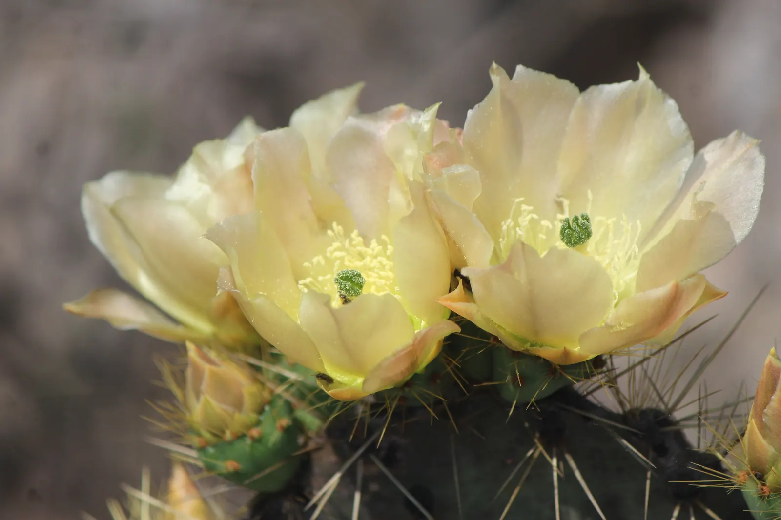 Engelmann's Prickly Pear (Opuntia Engelmannii) — scientifically named Opuntia engelmannii; cactus with yellow blooms