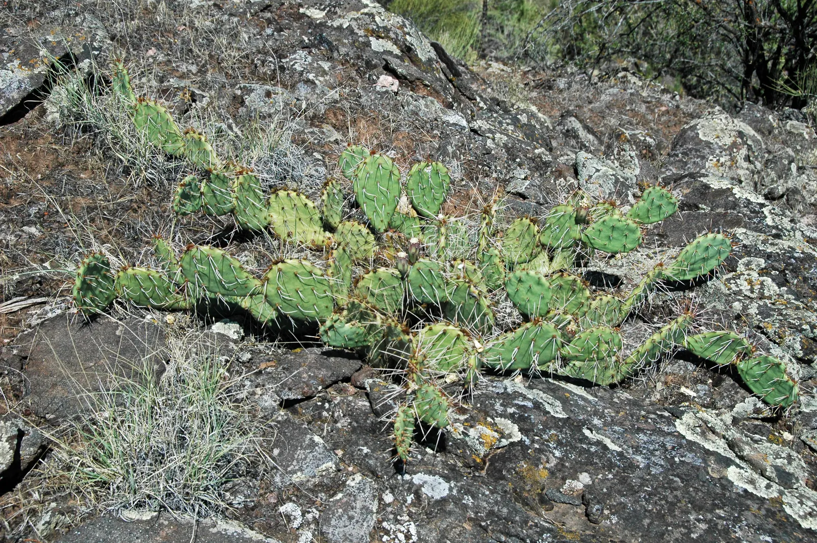 Engelmann's Prickly Pear (Opuntia Engelmannii) — it can reach a height and width between 2 to 5 feet; engelmann's Prickly Pear (Opuntia, image 97