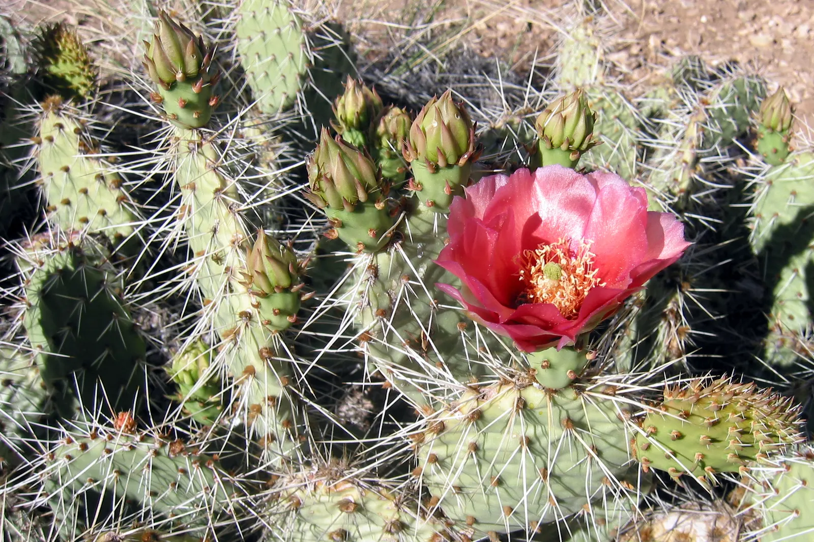 Engelmann's Prickly Pear (Opuntia Engelmannii) — cactus with yellow blooms; these flowers are around 2 to 3 inches in diameter, image 80
