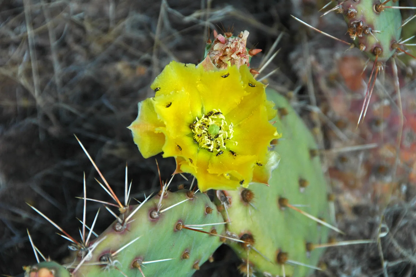 Engelmann's Prickly Pear (Opuntia Engelmannii) — Engelmann's Prickly Pear (Opuntia engelmannii) is a resilient cactus, ideal for arid landscapes