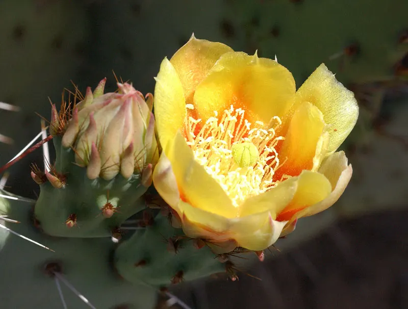 Engelmann's Prickly Pear (Opuntia Engelmannii) — preferring full sun exposure with well-draining soils