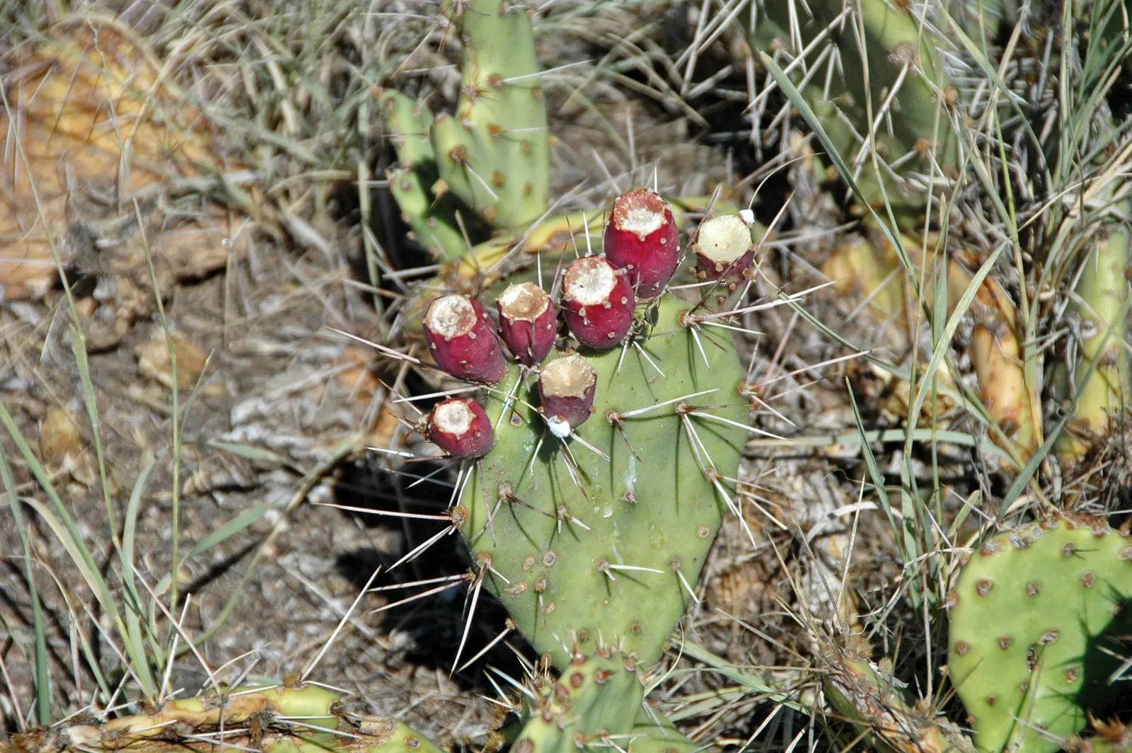Engelmann's Prickly Pear (Opuntia Engelmannii) — fleshy pads up to 16 inches long; preferring full sun exposure with well-draining soils