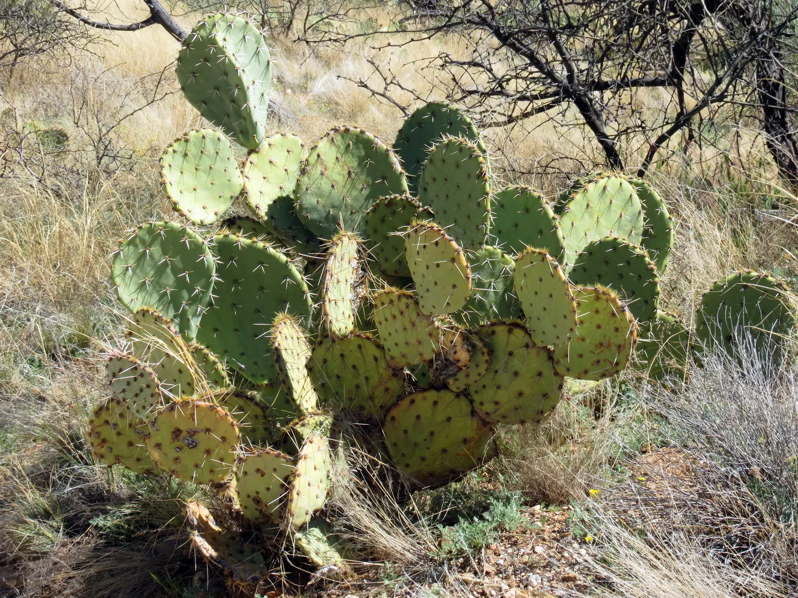 Engelmann's Prickly Pear (Opuntia Engelmannii) — Engelmann's Prickly Pear (Opuntia engelmannii) is a resilient cactus, ideal for arid landscapes, image 82