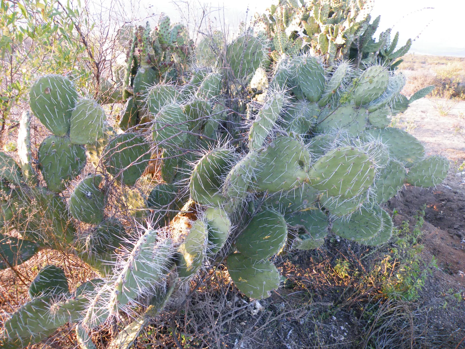 Engelmann's Prickly Pear (Opuntia Engelmannii) — which can grow up to 16 inches in length and about 6 to 12 inches across, image 95