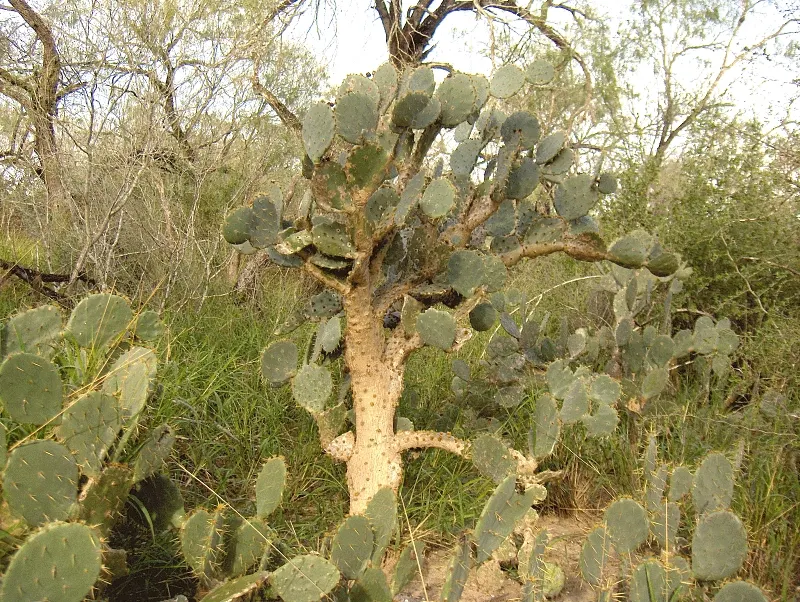 Engelmann's Prickly Pear (Opuntia Engelmannii) — it thrives in full sun with minimal water