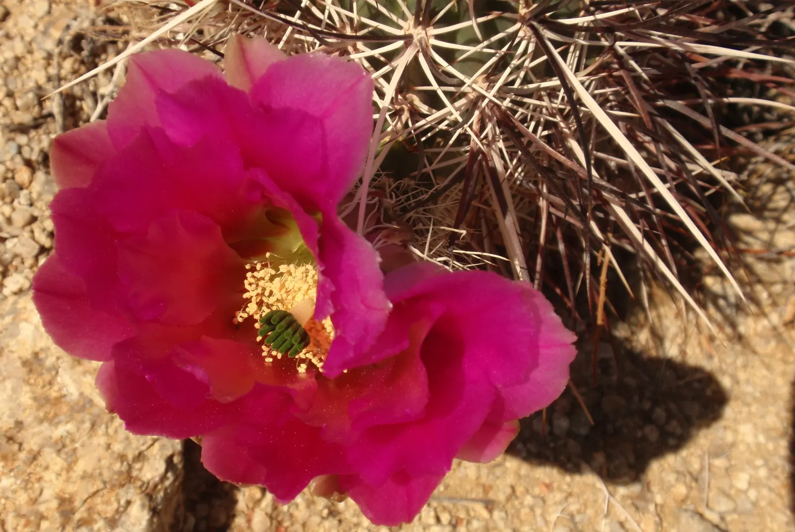 Engelmann's Prickly Pear (Opuntia Engelmannii) — Its architectural form and resilient nature make it an excellent choice for water-wise gardens; it can reach a