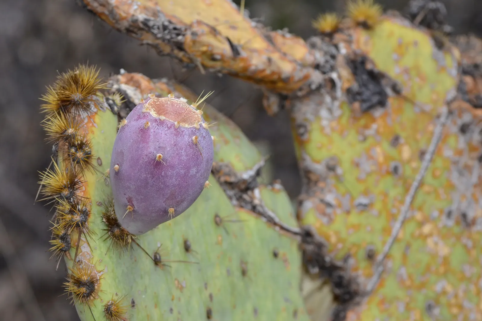 Engelmann's Prickly Pear (Opuntia Engelmannii) — and they can sometimes exhibit red or purple hues at their base; these blue-green pads are covered, image 72