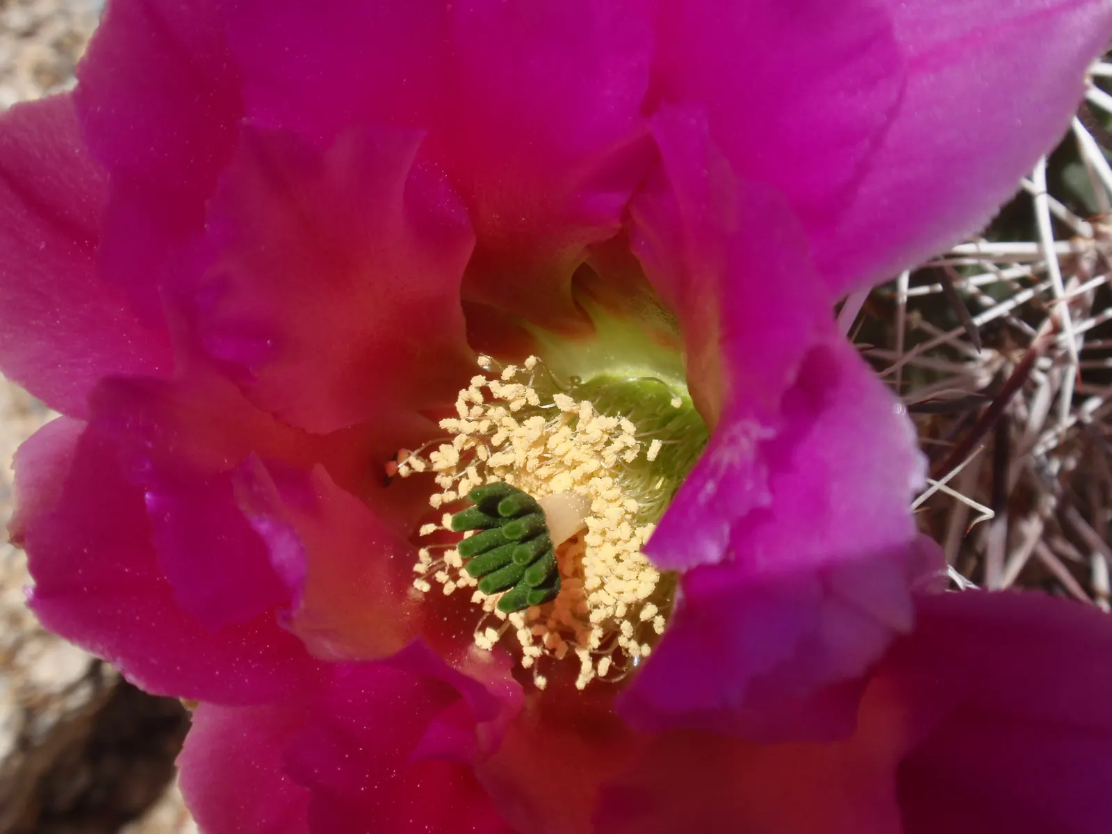 Engelmann's Prickly Pear (Opuntia Engelmannii) — yellow flowers in the garden; this species thrives in USDA zones 8 through 11