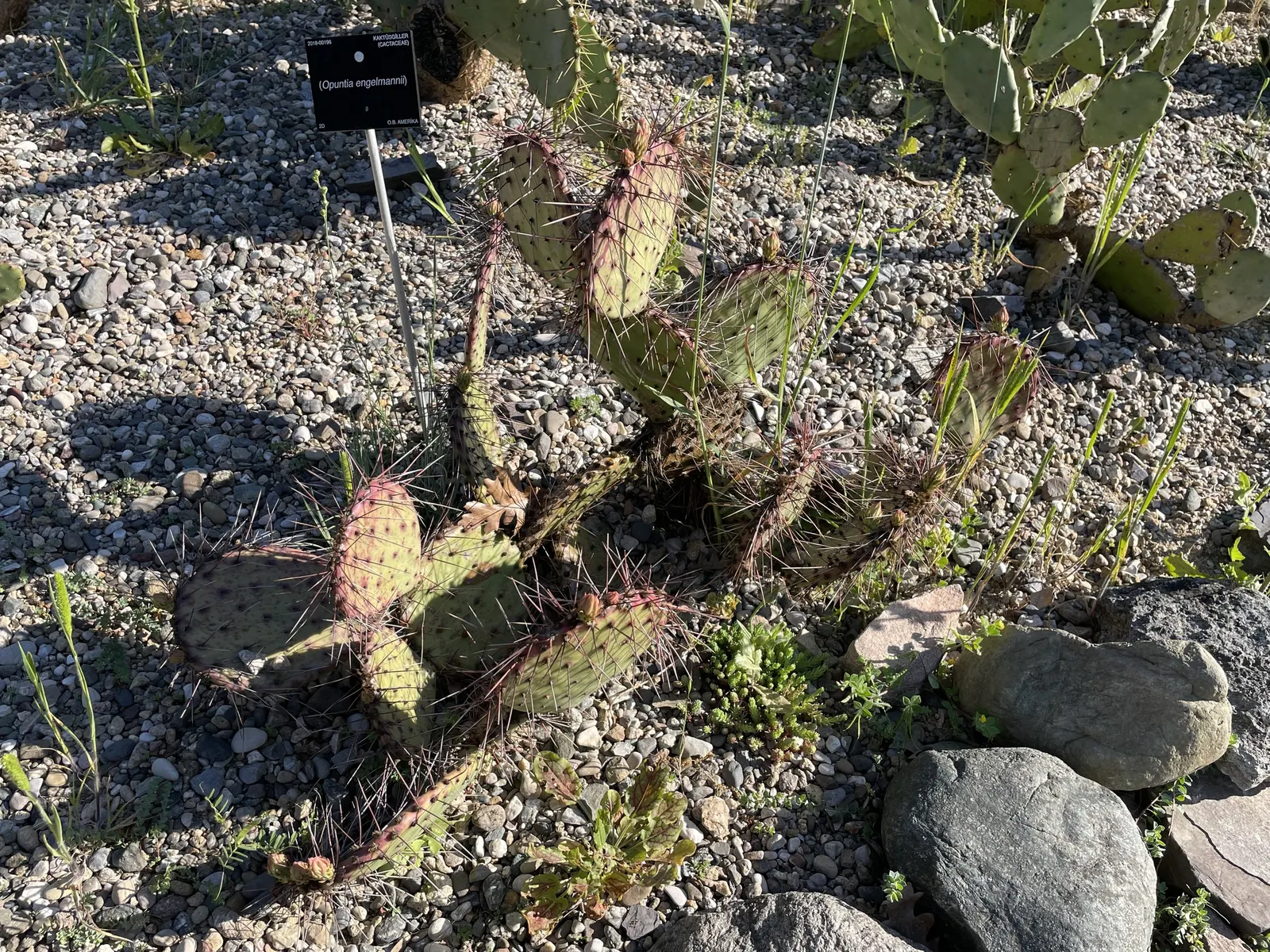 Engelmann's Prickly Pear (Opuntia Engelmannii) — preferring full sun exposure with well-draining soils; ensure to space them adequately