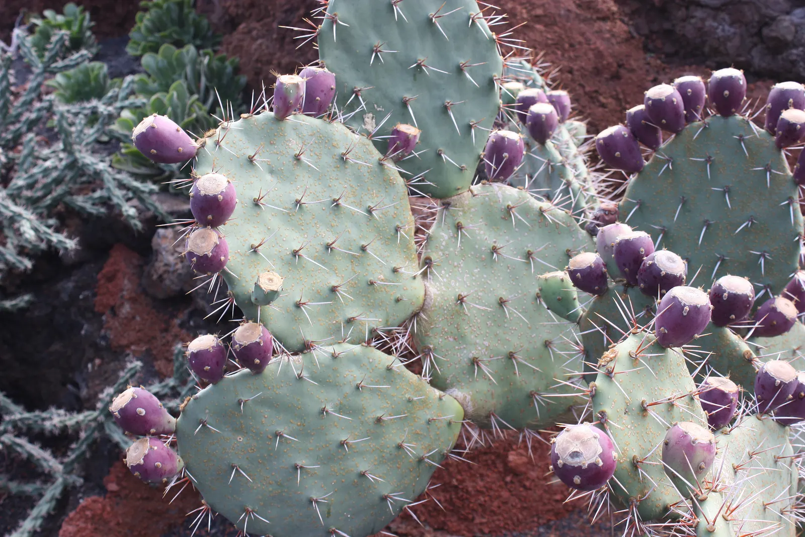 Engelmann's Prickly Pear (Opuntia Engelmannii) — These blue-green pads are covered in clusters of small spines known as glochids, requiring careful, image 69