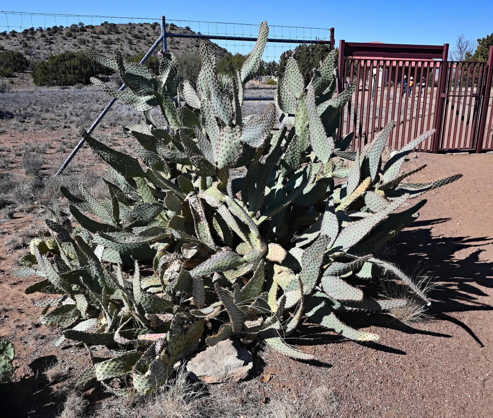 Engelmann's Prickly Pear (Opuntia Engelmannii) — typical of its native arid landscapes.<br><br>Characteristically; cactus for full, image 66