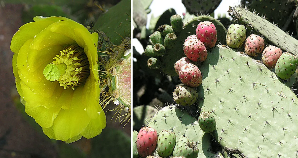 Engelmann's Prickly Pear (Opuntia Engelmannii) — and desert-themed landscapes, image 50