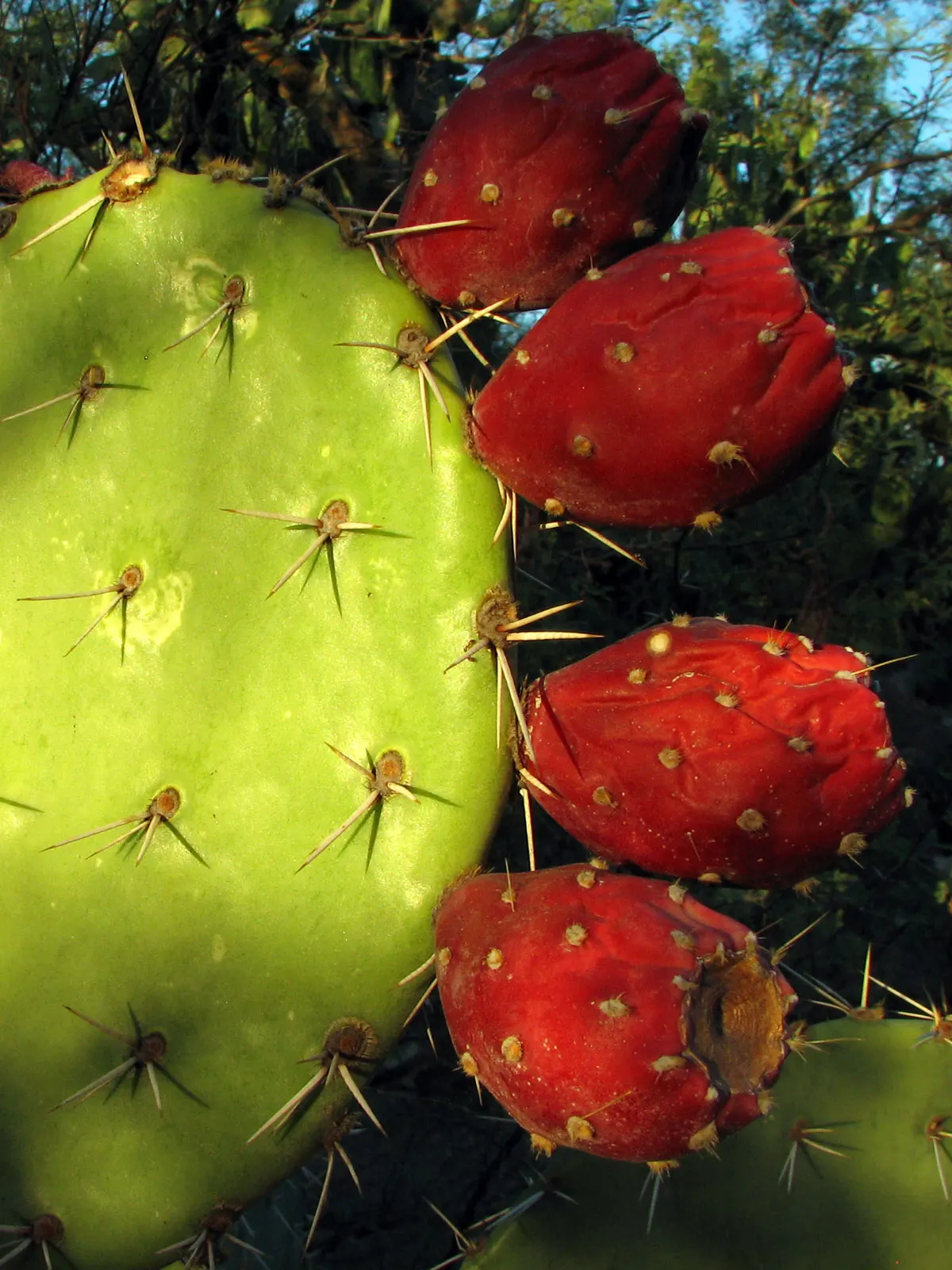 Engelmann's Prickly Pear (Opuntia Engelmannii) — This species thrives in USDA zones 8 through 11; paddle-shaped segments called cladodes, image 64
