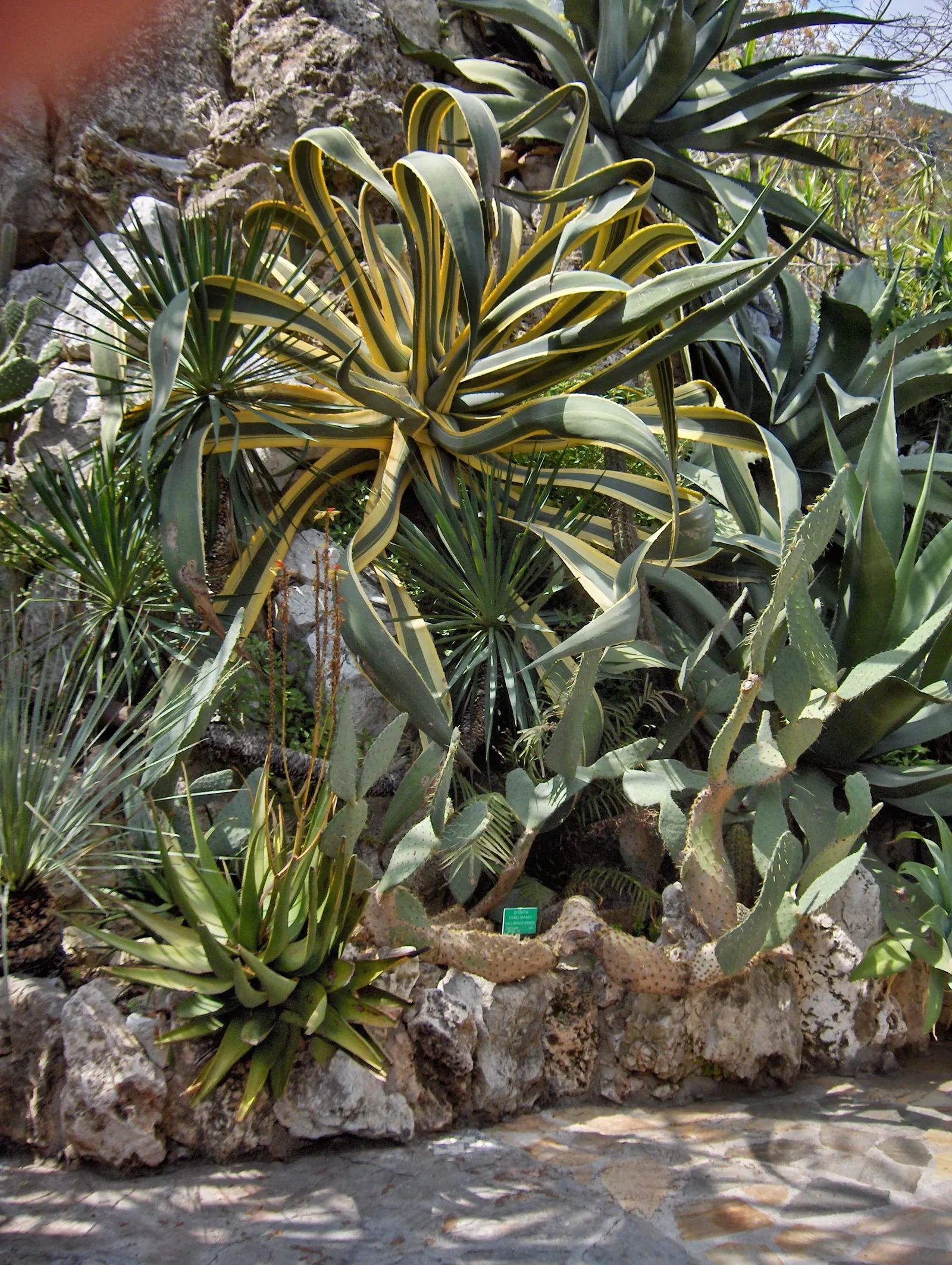 Engelmann's Prickly Pear (Opuntia Engelmannii) — Its low maintenance nature and drought tolerance make it a practical, attractive choice for water-wise gardens
