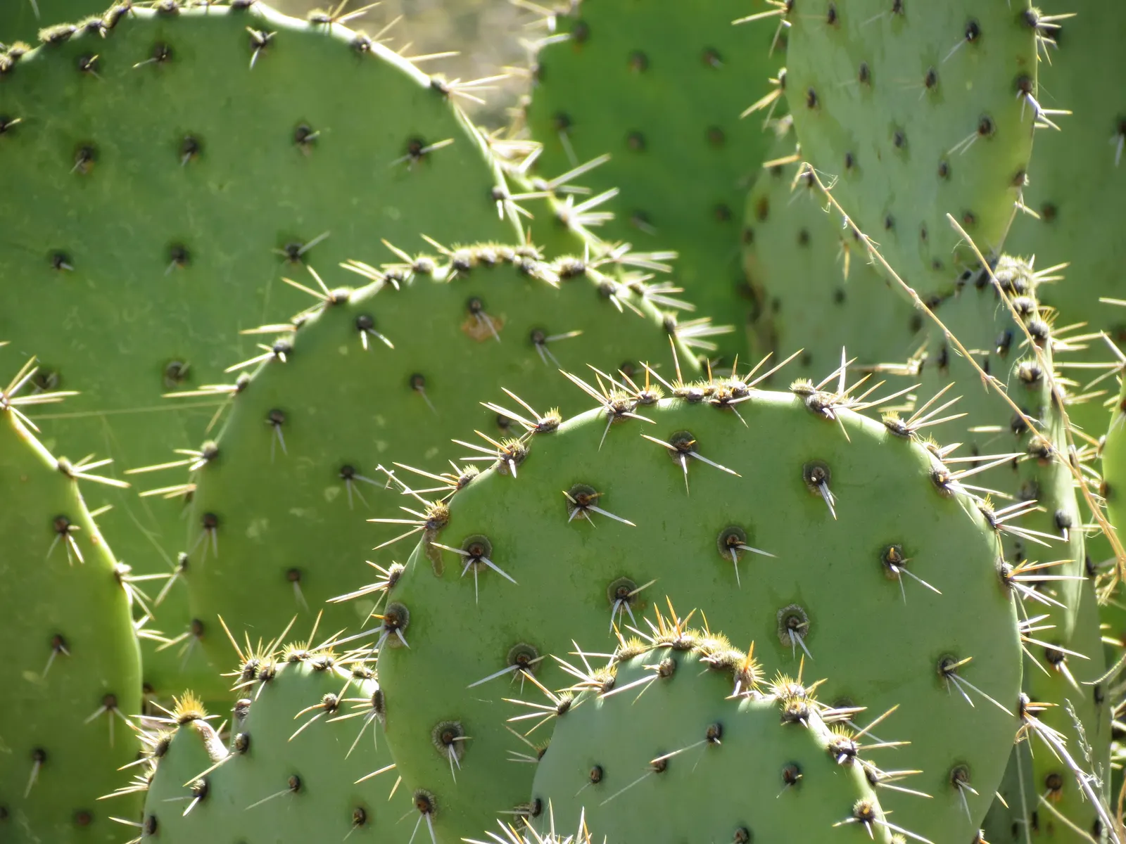 Engelmann's Prickly Pear (Opuntia Engelmannii) — scientifically named Opuntia engelmannii; cactus with yellow blooms, image 62