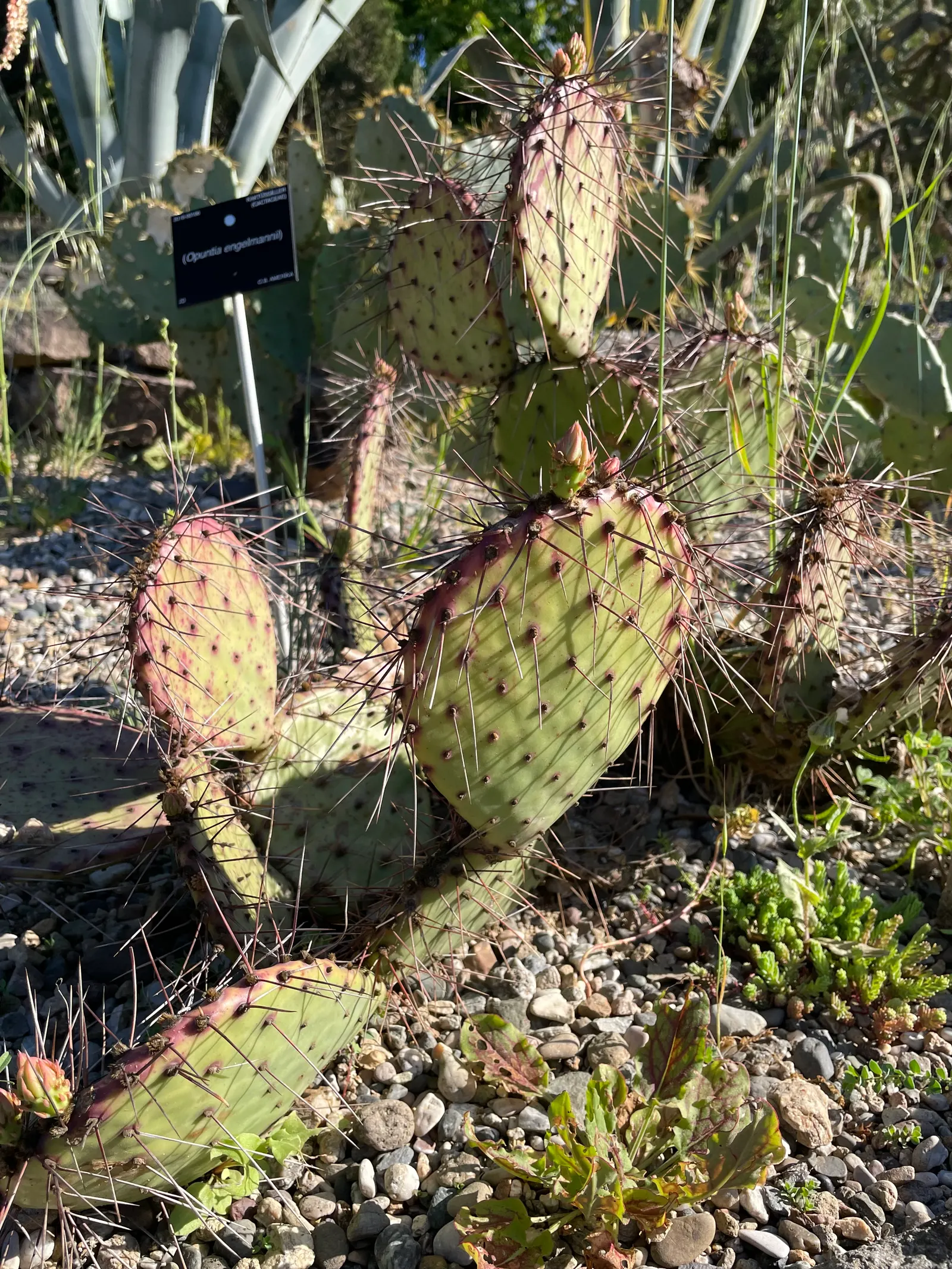Engelmann's Prickly Pear (Opuntia Engelmannii) — paddle-shaped segments called cladodes; its low maintenance nature and drought tolerance make it a practical