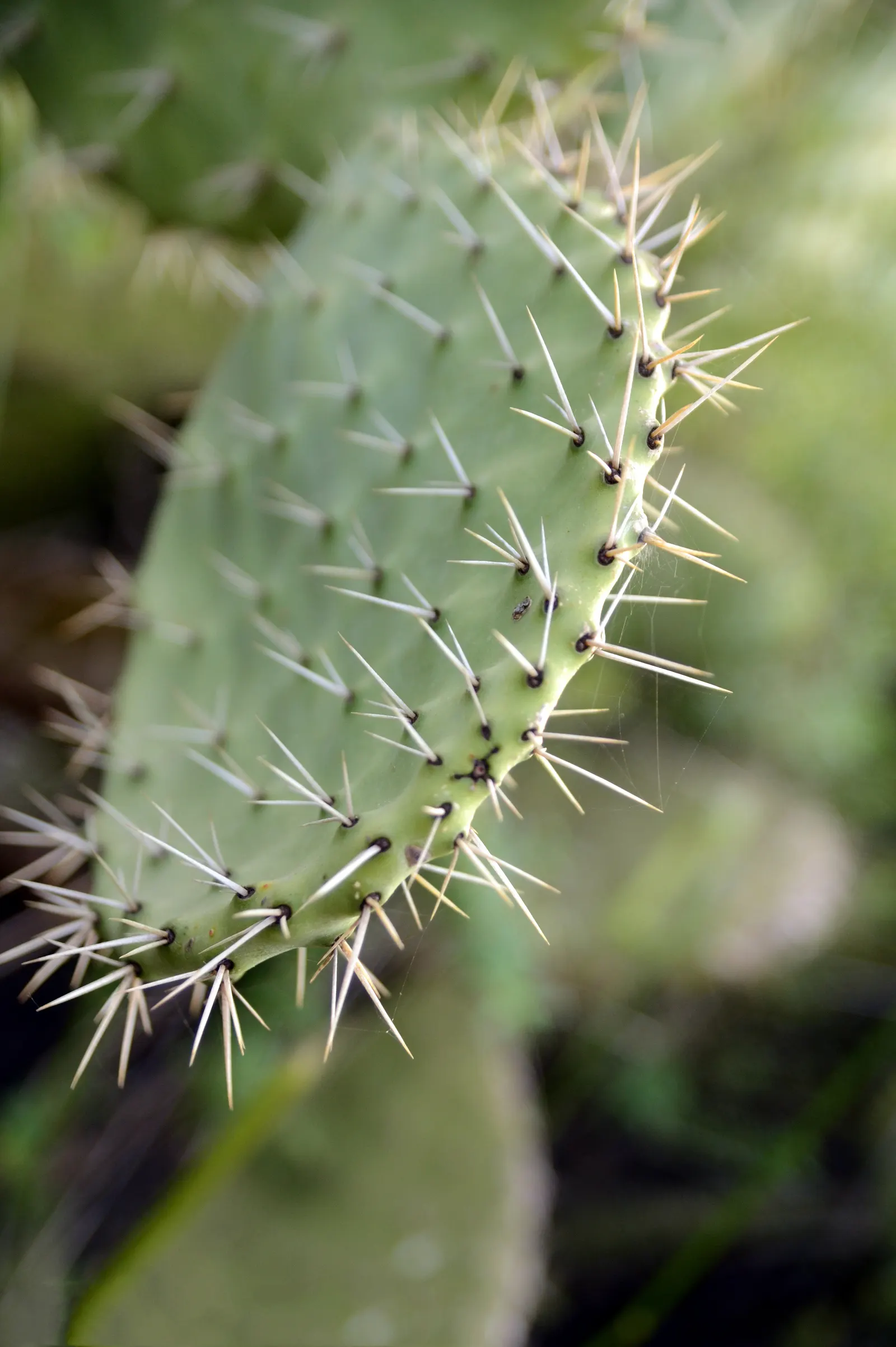 Engelmann's Prickly Pear (Opuntia Engelmannii) — where it can serve both an aesthetic and functional role in the garden.<br><br>[Word Count: 209]