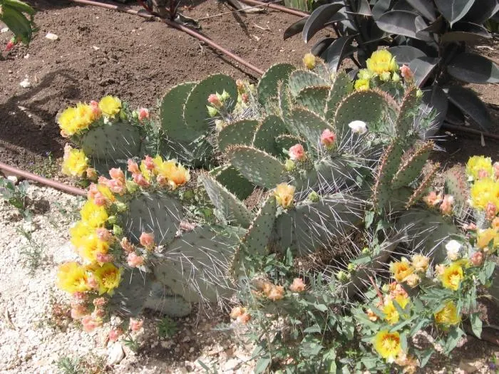 Engelmann's Prickly Pear (Opuntia Engelmannii) — These flowers are around 2 to 3 inches in diameter; scientifically named Opuntia engelmannii