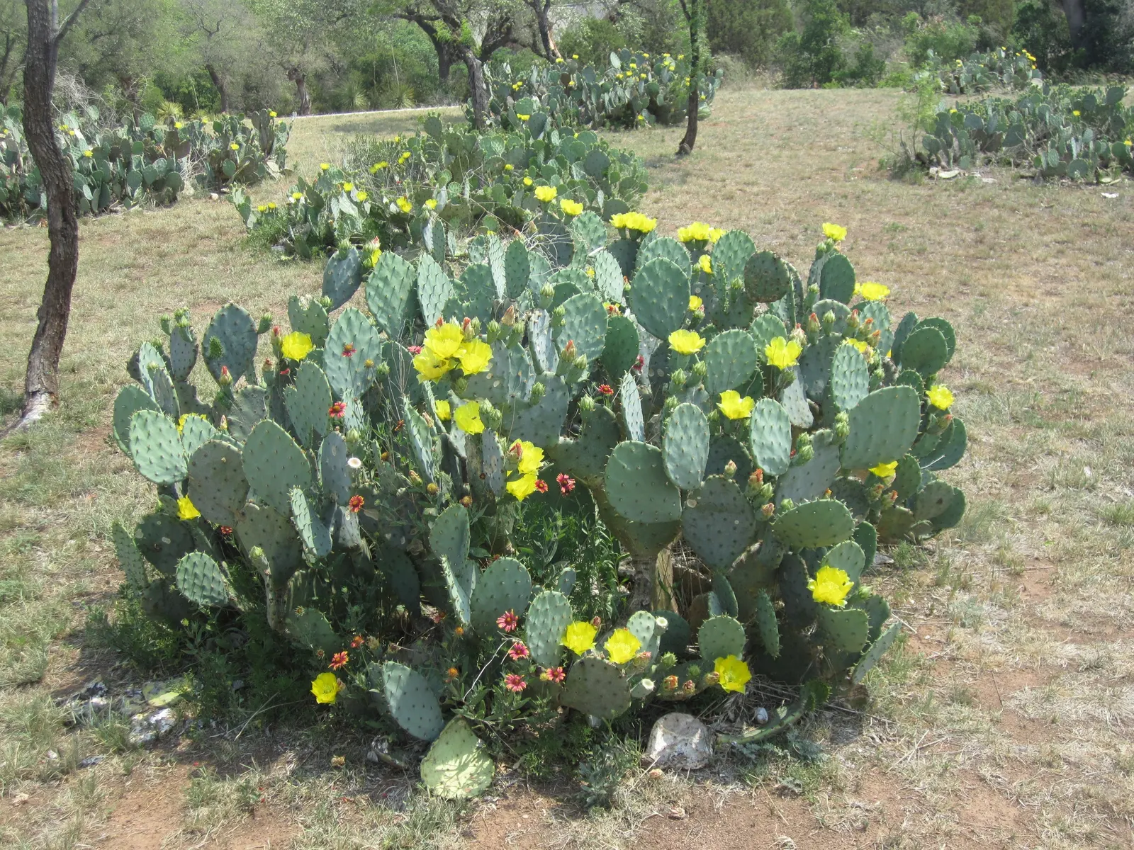 Engelmann's Prickly Pear (Opuntia Engelmannii) — Following the flowering period