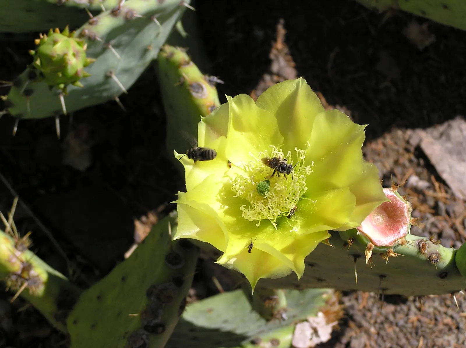 Engelmann's Prickly Pear (Opuntia Engelmannii) — and desert-themed landscapes, image 104