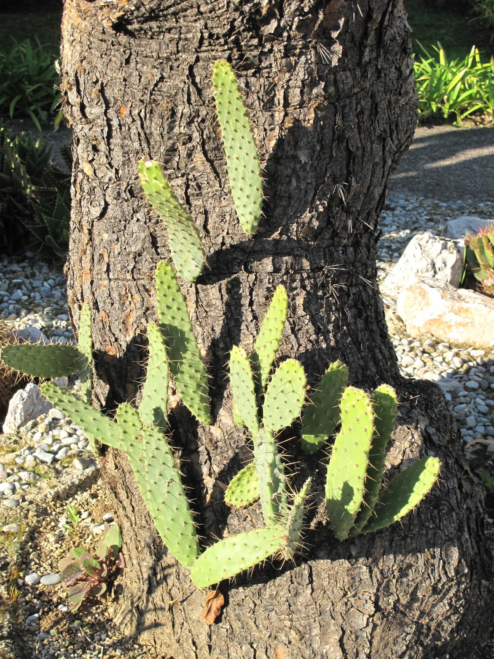 Engelmann's Prickly Pear (Opuntia Engelmannii) — Following the flowering period; its architectural form and resilient nature make it an excellent choice for