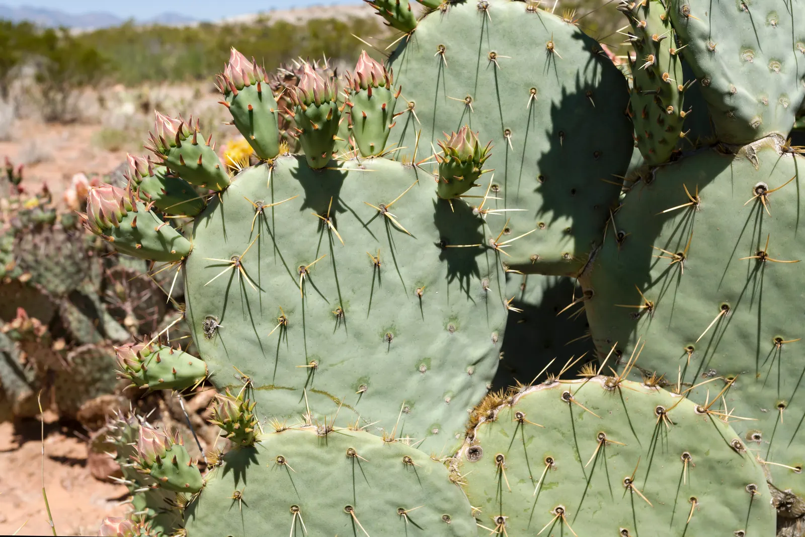 Engelmann's Prickly Pear (Opuntia Engelmannii) — drought-tolerant cactus indigenous to the deserts of the American Southwest; reaching 4-6 feet in, image 90