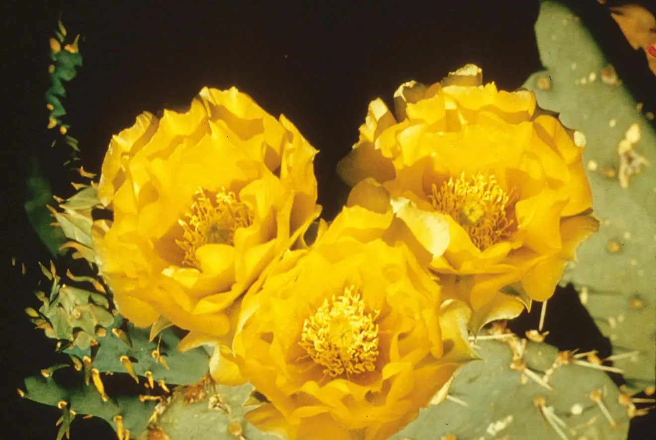 Engelmann's Prickly Pear (Opuntia Engelmannii) — Following the flowering period; its architectural form and resilient nature make it an excellent, image 73
