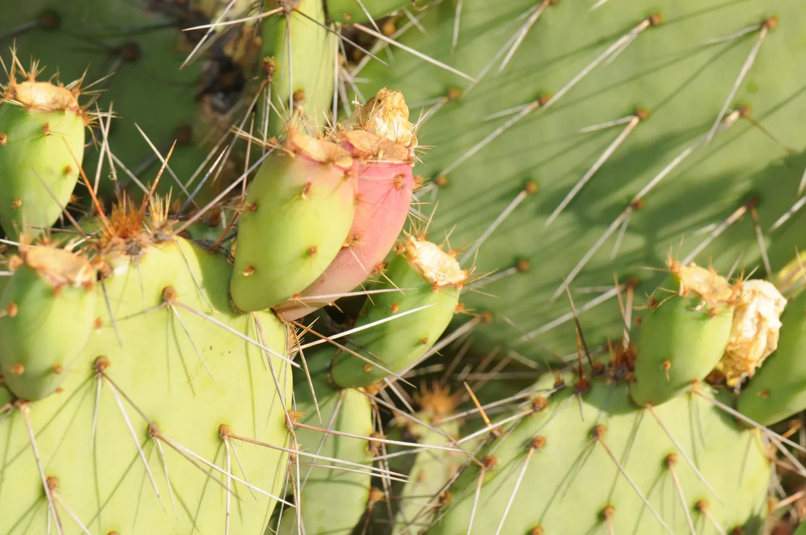 Engelmann's Prickly Pear (Opuntia Engelmannii) — reaching 4-6 feet in height and spreading equally wide; typical of its native arid