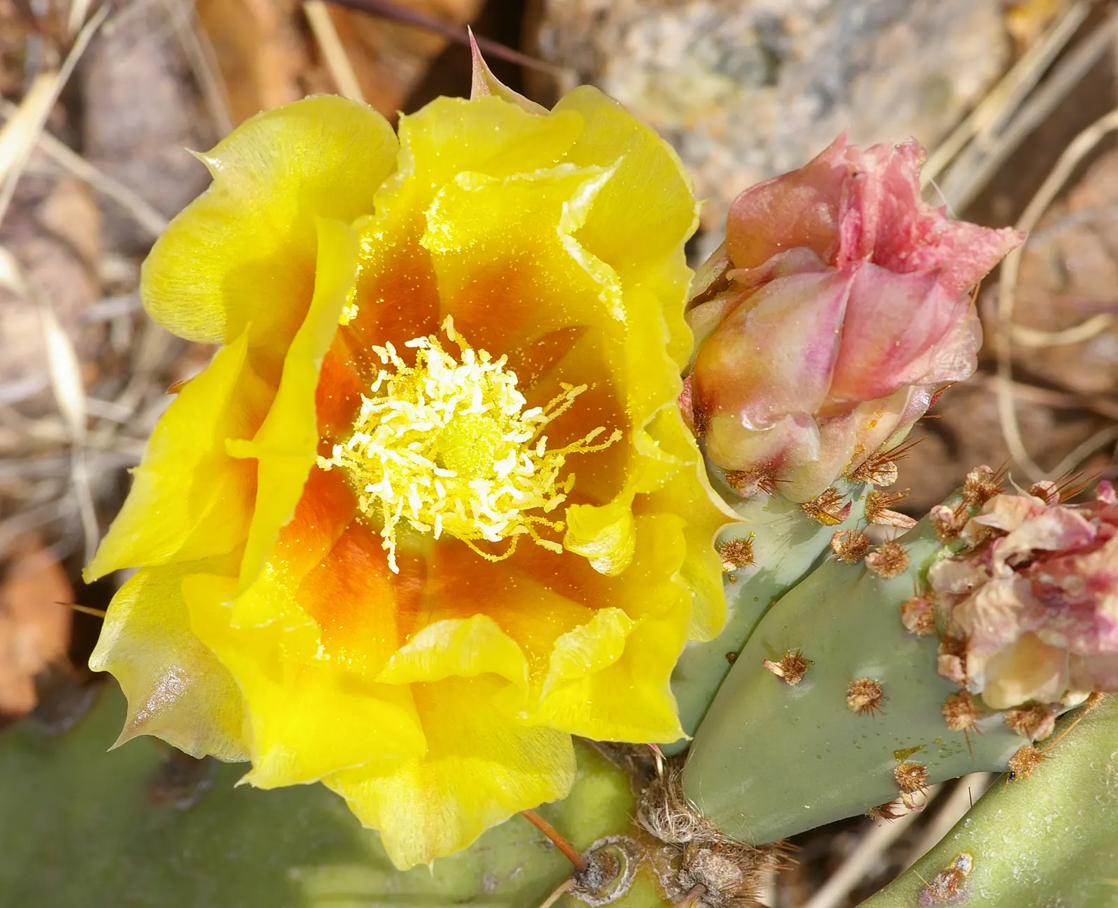 Engelmann's Prickly Pear (Opuntia Engelmannii) — yellow flowers in the garden; this species thrives in USDA zones 8 through 11, image 79