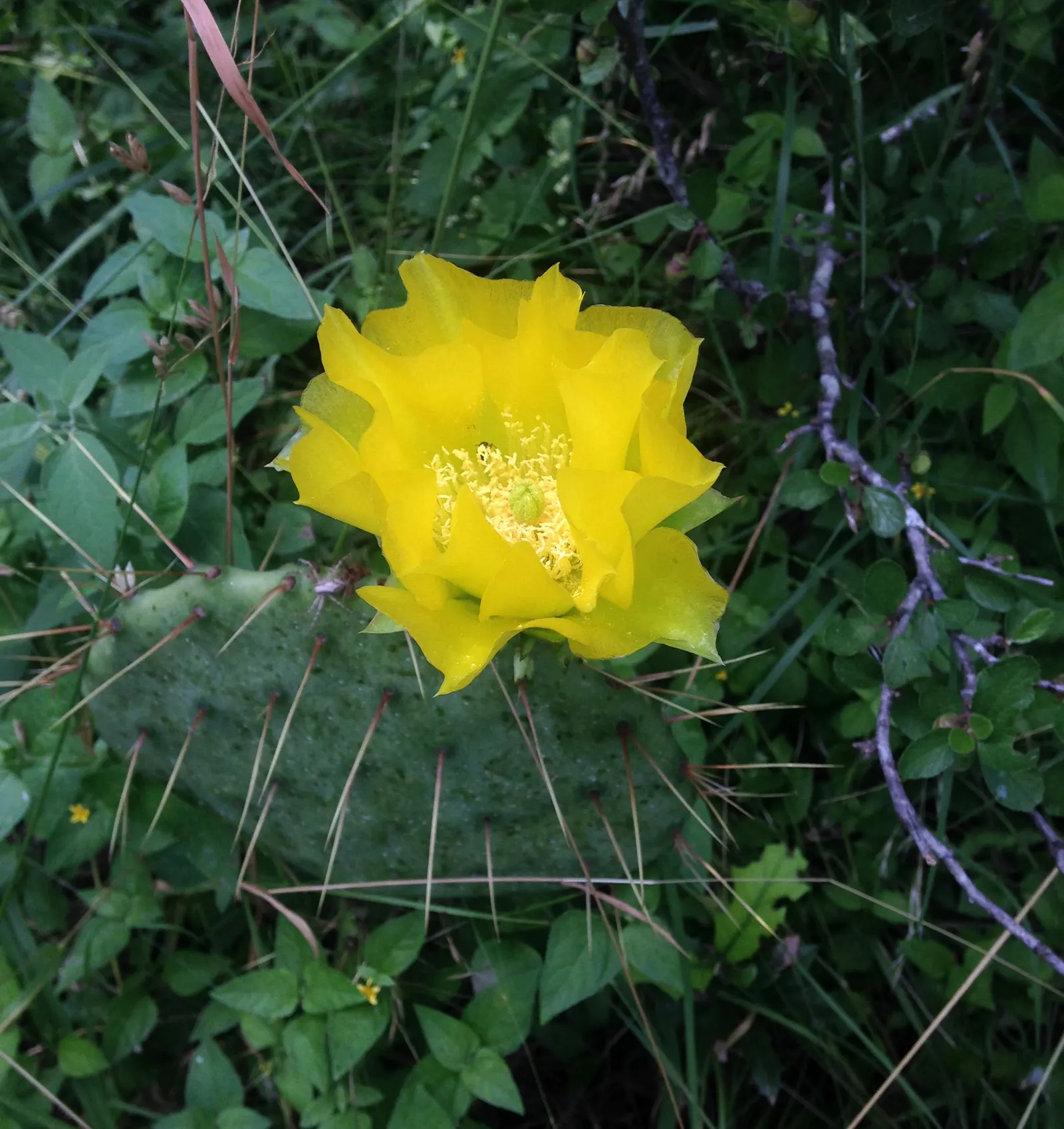 Engelmann's Prickly Pear (Opuntia Engelmannii) — These flowers are around 2 to 3 inches in diameter; scientifically named Opuntia engelmannii, image 71