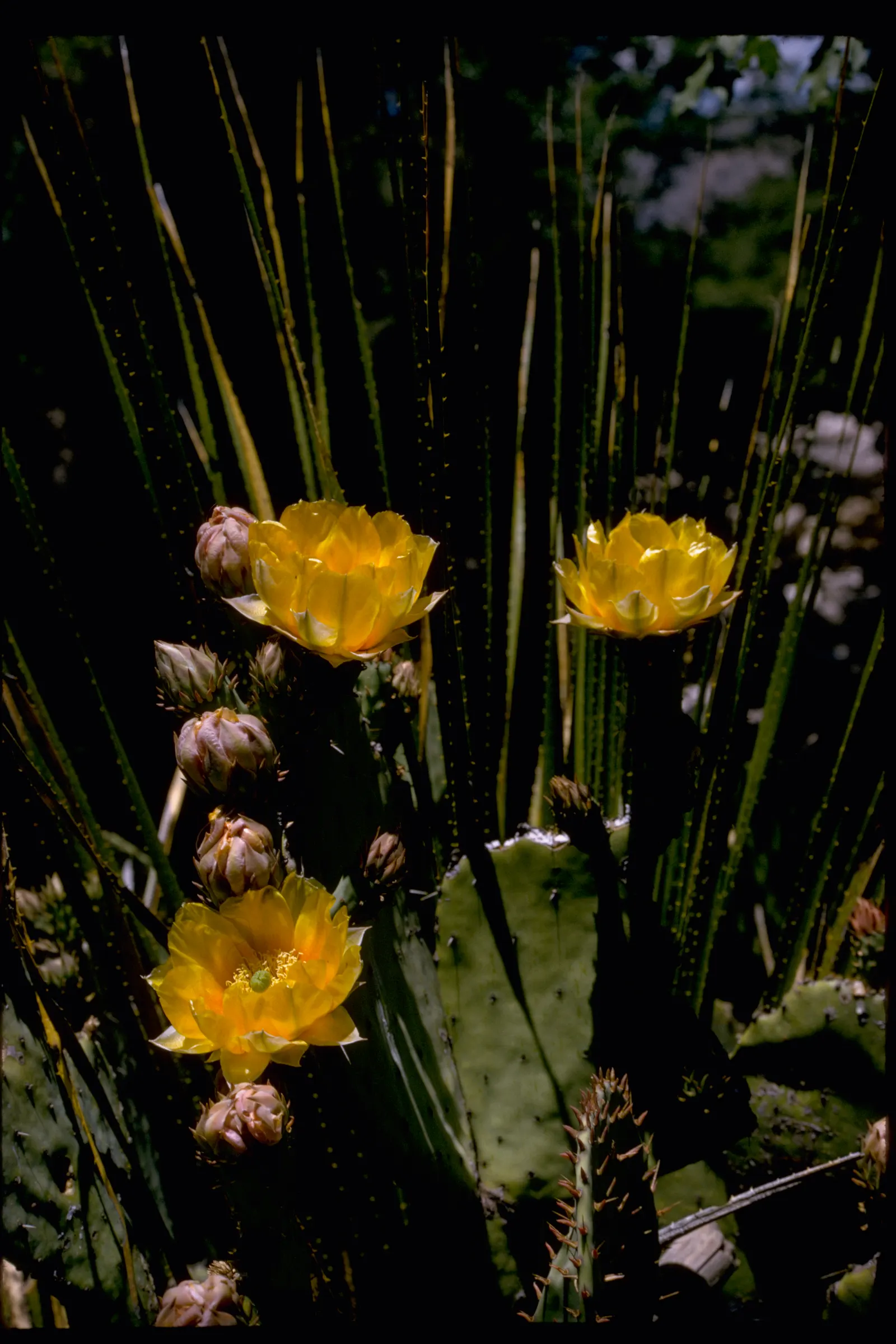 Engelmann's Prickly Pear (Opuntia Engelmannii) — cactus with yellow blooms