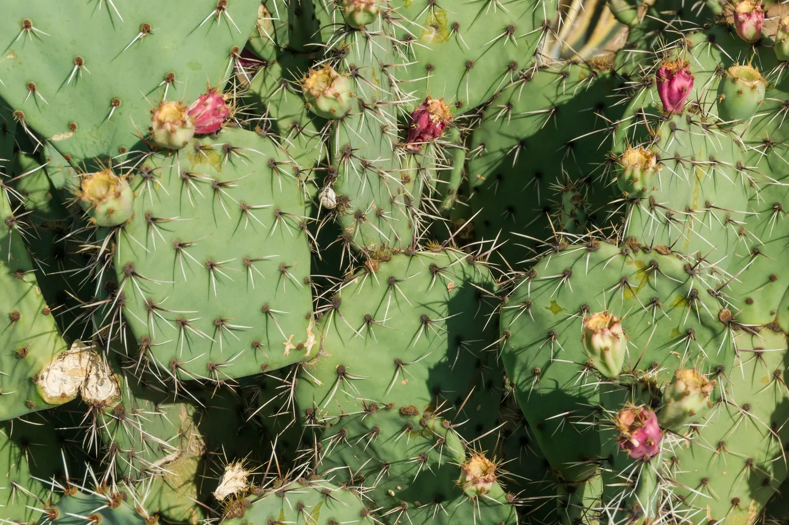 Engelmann's Prickly Pear (Opuntia Engelmannii) — This species thrives in USDA zones 8 through 11; paddle-shaped segments called cladodes, image 91