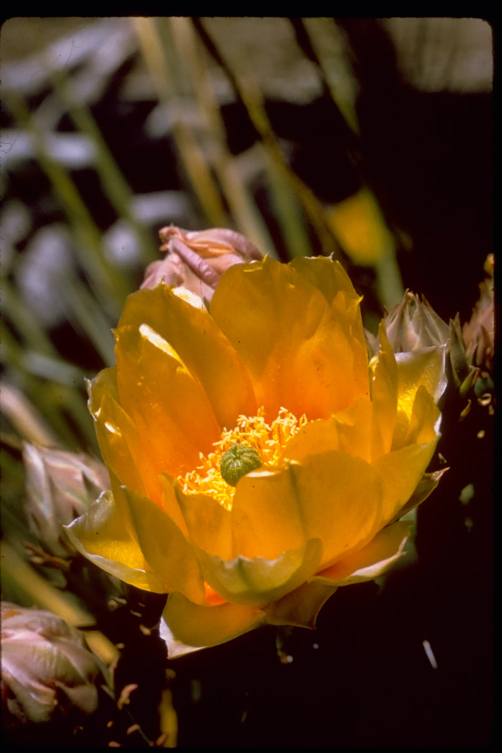 Engelmann's Prickly Pear (Opuntia Engelmannii) — This species thrives in USDA zones 8 through 11