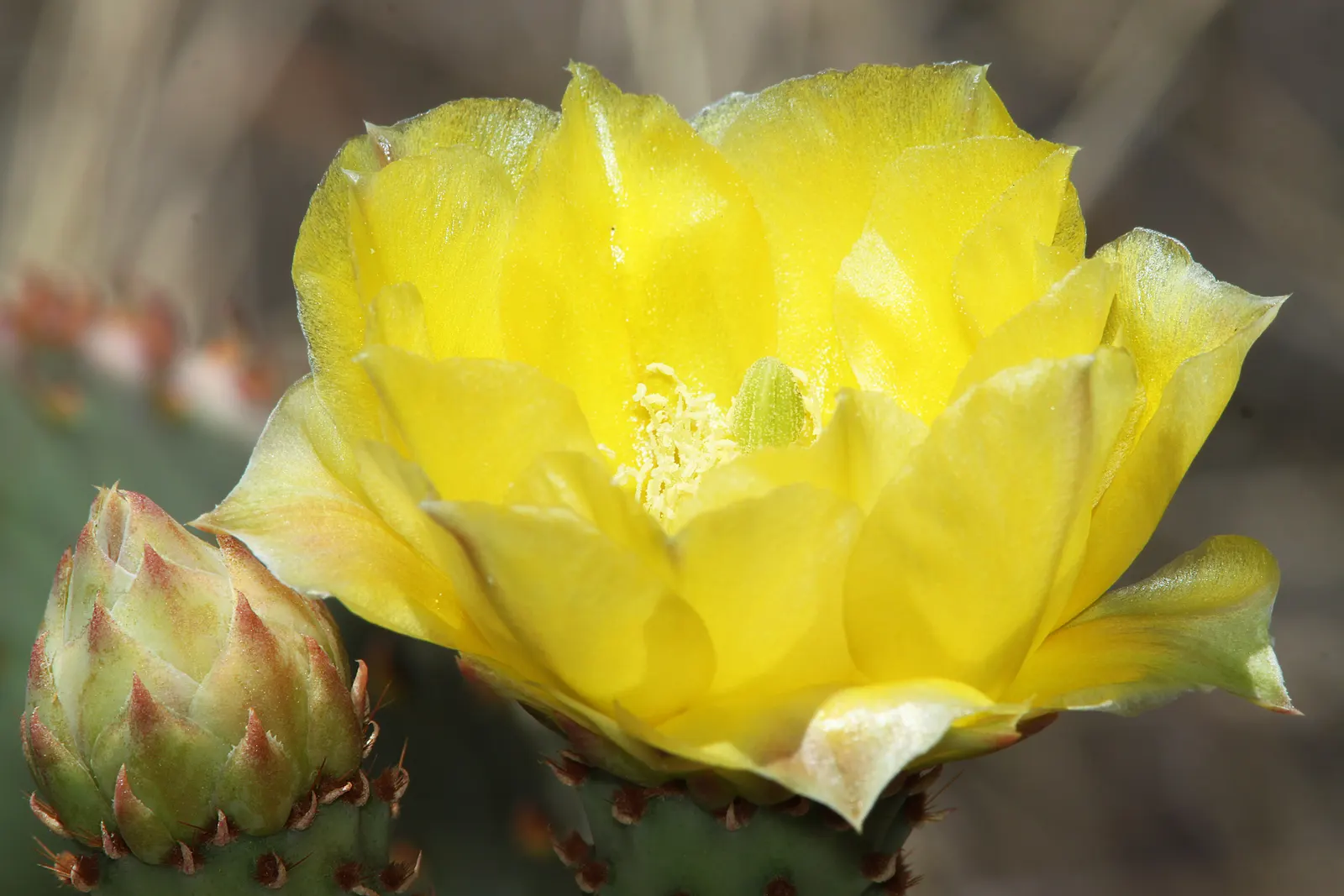 Engelmann's Prickly Pear (Opuntia Engelmannii) — These blue-green pads are covered in clusters of small spines known as glochids, requiring careful, image 42