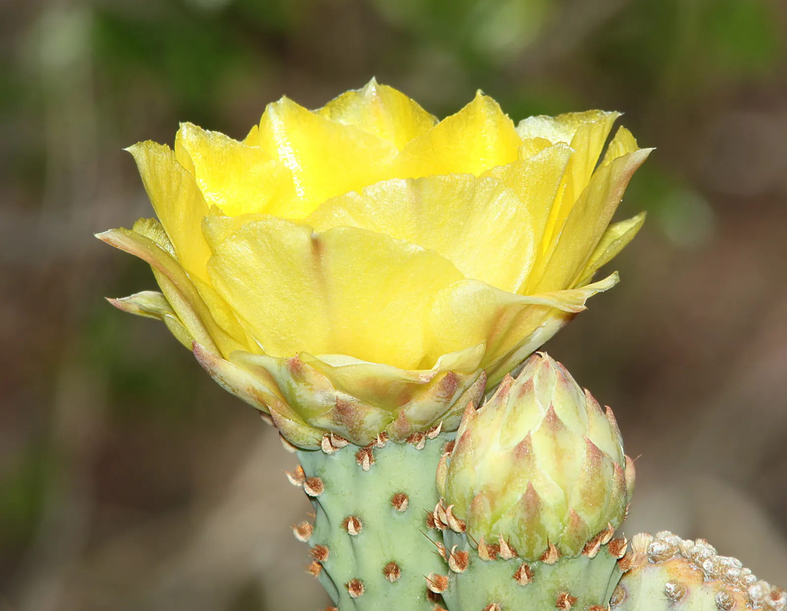 Engelmann's Prickly Pear (Opuntia Engelmannii) — drought-tolerant cactus indigenous to the deserts of the American Southwest; reaching 4-6 feet in height and