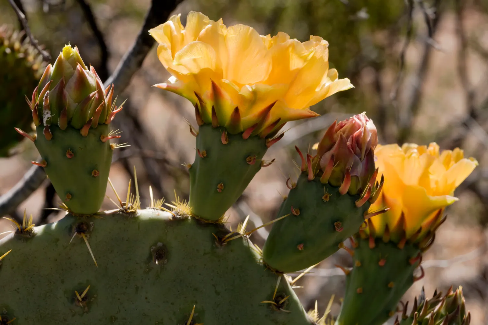 Engelmann's Prickly Pear (Opuntia Engelmannii) — These blue-green pads are covered in clusters of small spines known as glochids, requiring careful, image 96