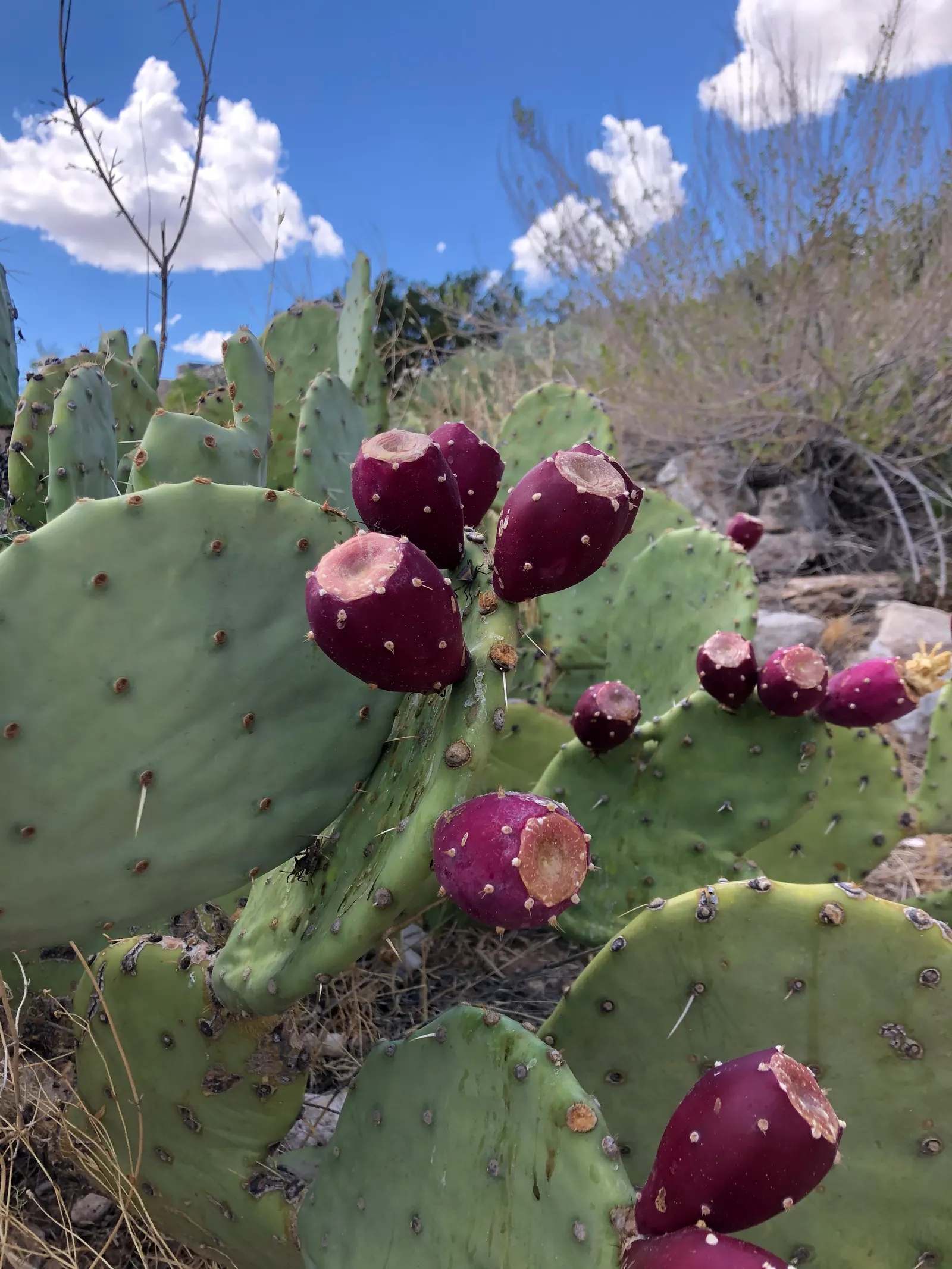 Engelmann's Prickly Pear (Opuntia Engelmannii) — it can reach a height and width between 2 to 5 feet