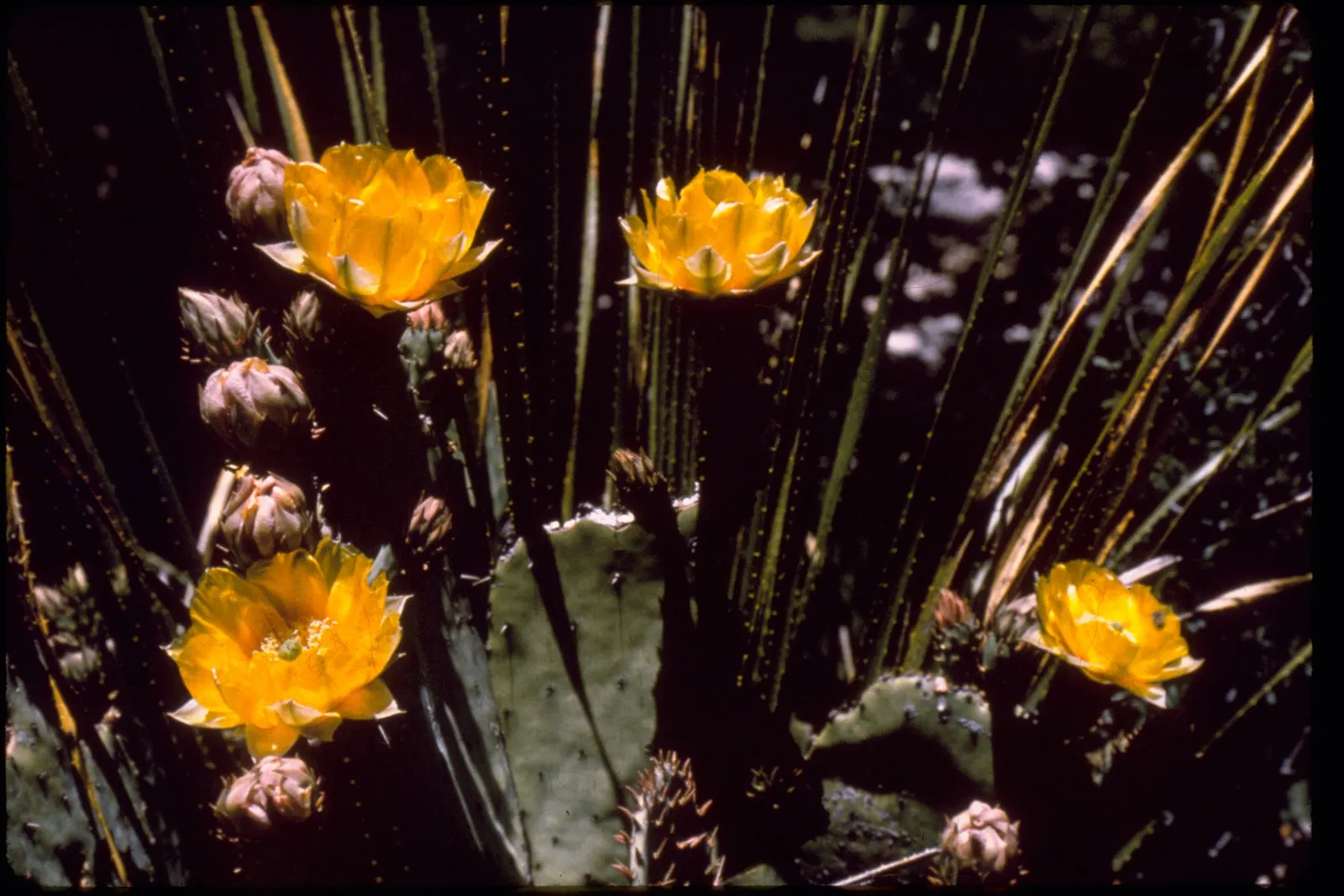 Engelmann's Prickly Pear (Opuntia Engelmannii) — These flowers are around 2 to 3 inches in diameter