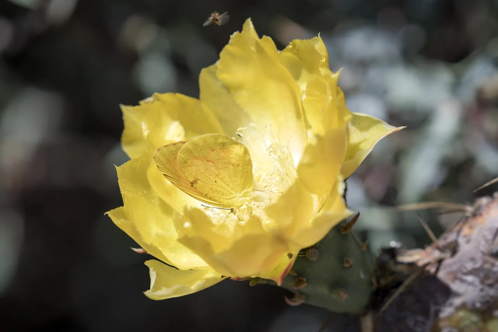 Engelmann's Prickly Pear (Opuntia Engelmannii) — typical of its native arid landscapes.<br><br>Characteristically