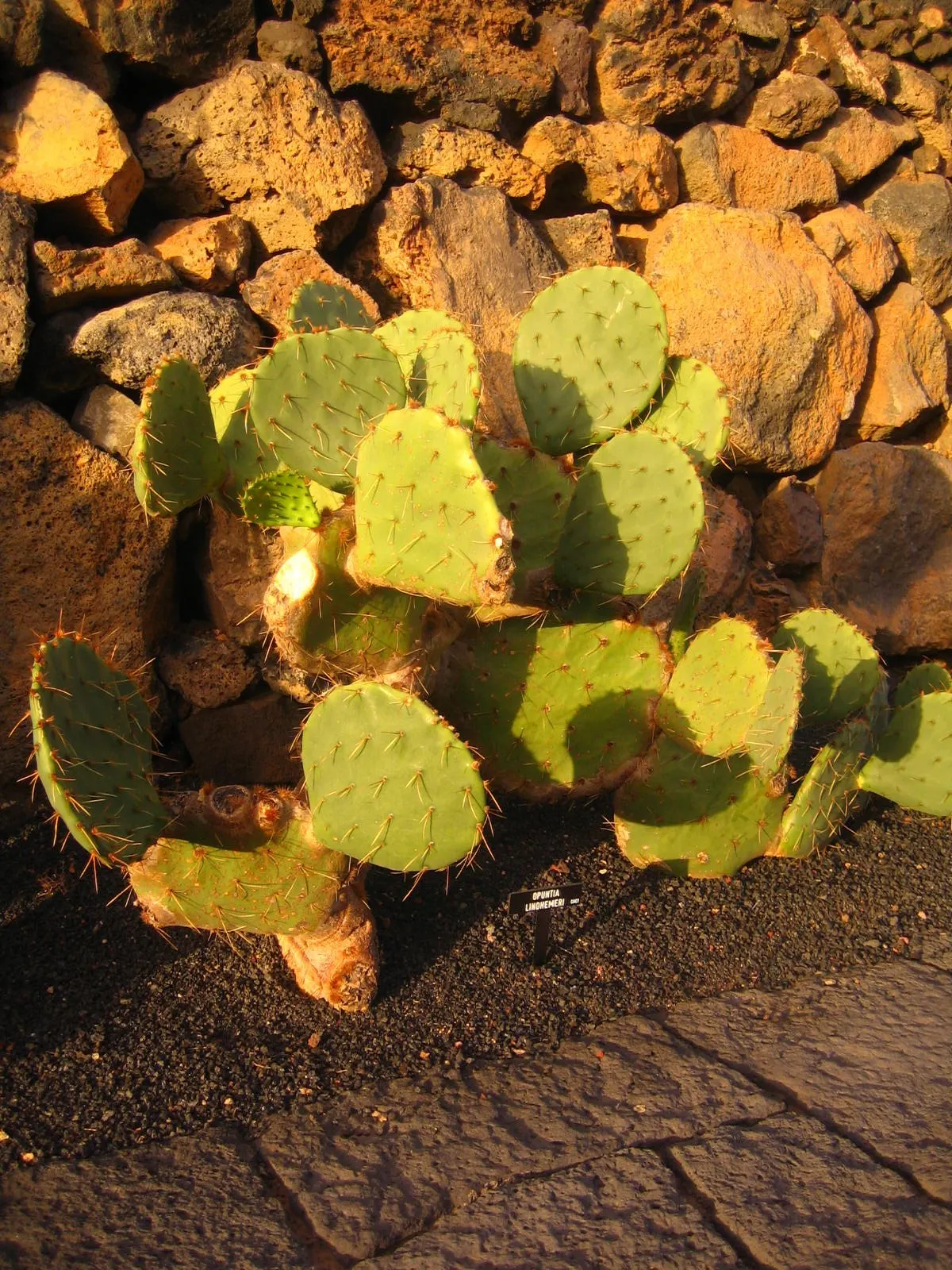 Engelmann's Prickly Pear (Opuntia Engelmannii) — reaching 4-6 feet in height and spreading equally wide
