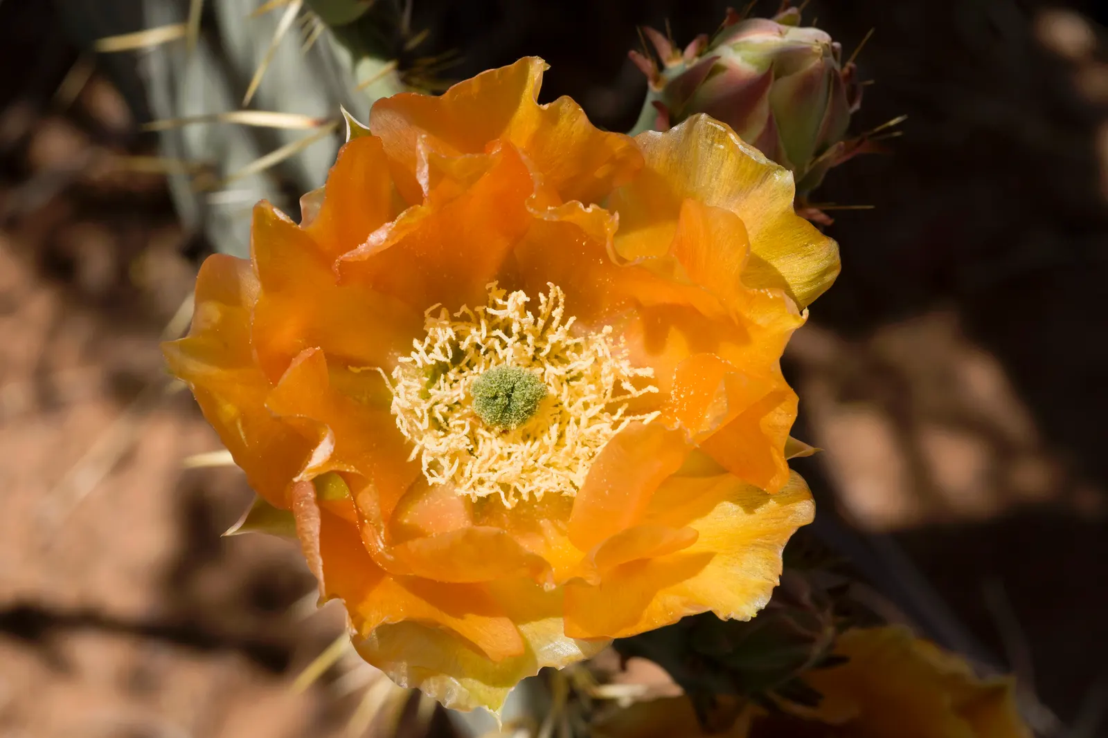 Engelmann's Prickly Pear (Opuntia Engelmannii) — preferring full sun exposure with well-draining soils; ensure to space them adequately, image 65