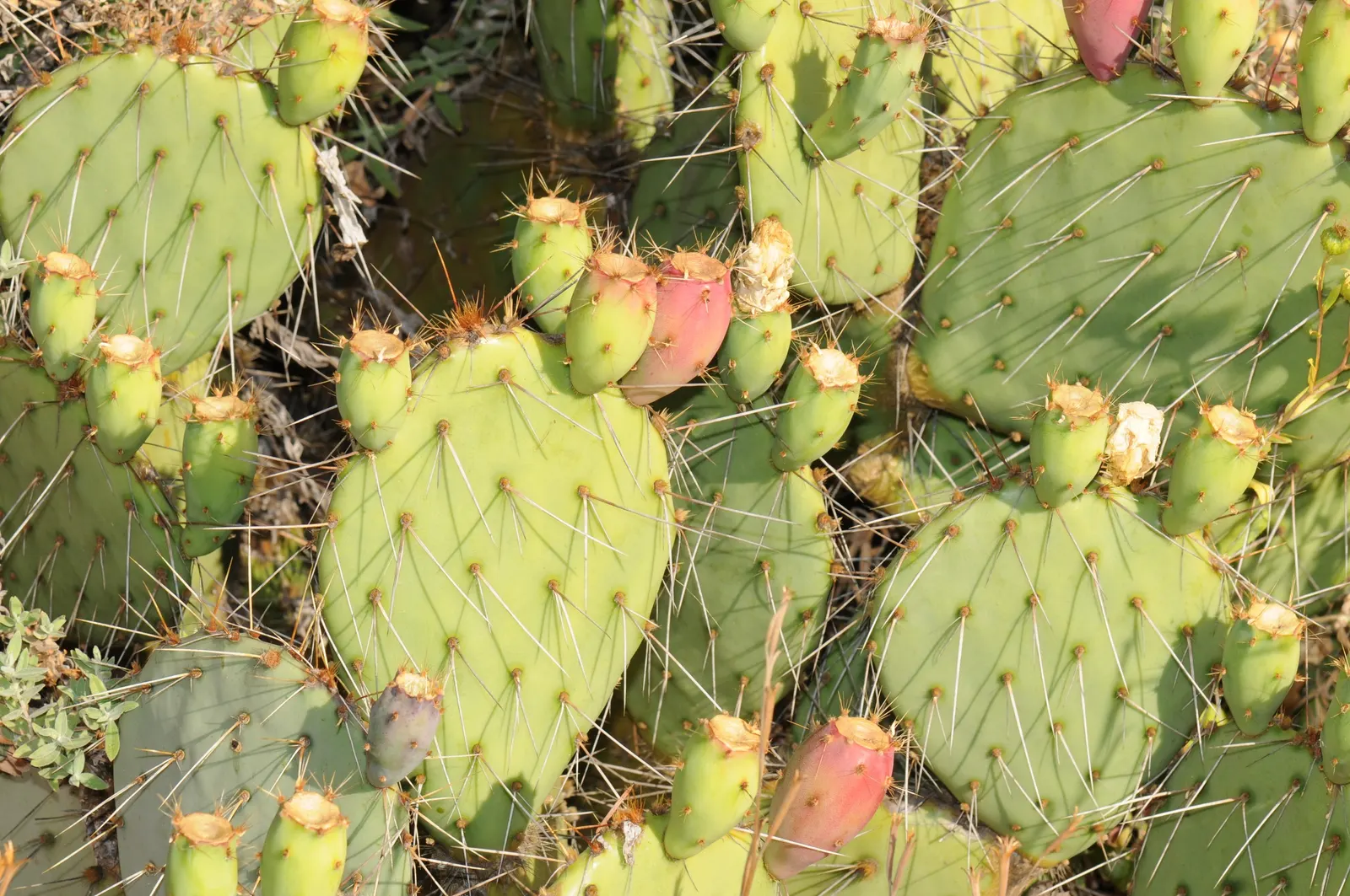 Engelmann's Prickly Pear (Opuntia Engelmannii) — which can grow up to 16 inches in length and about 6 to 12 inches across, image 41