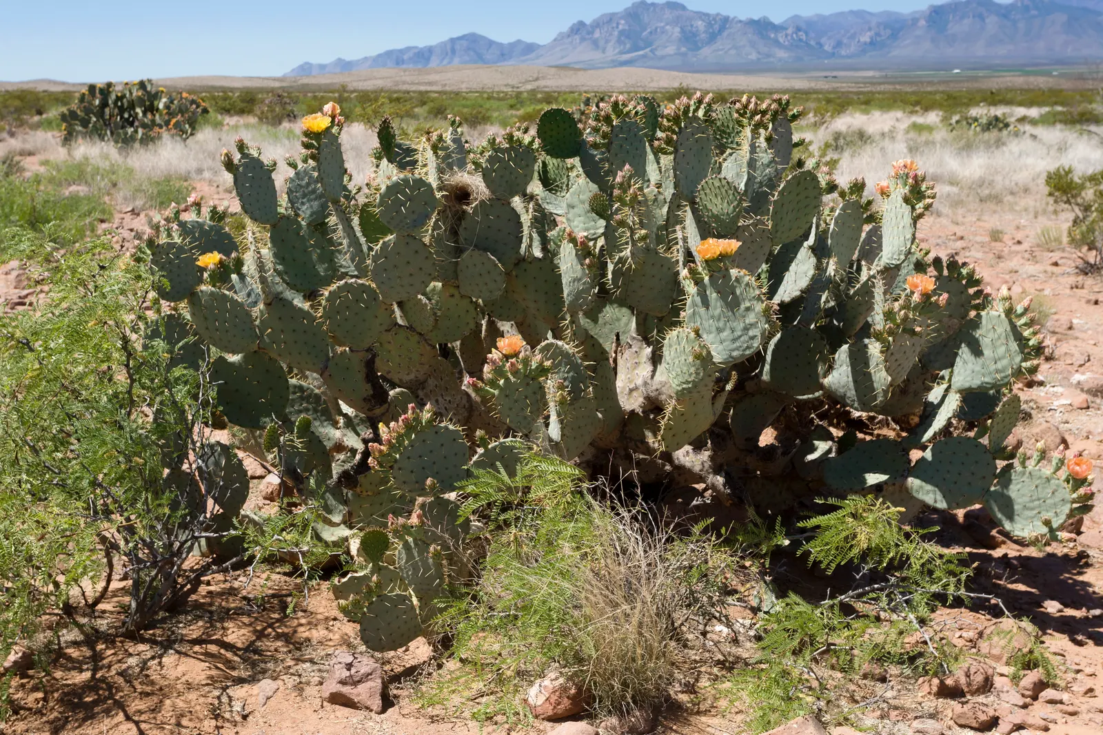 Engelmann's Prickly Pear (Opuntia Engelmannii) — Its architectural form and resilient nature make it an excellent choice for water-wise gardens; it, image 103