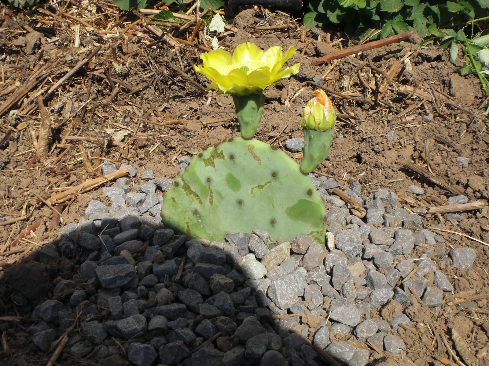 Engelmann's Prickly Pear (Opuntia Engelmannii) — where it can serve both an aesthetic and functional role in the garden.<br><br>[Word Count: 209], image 78