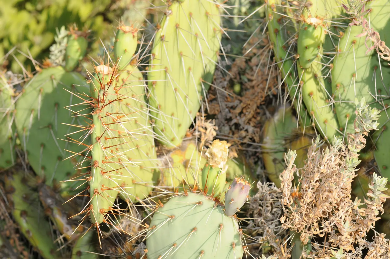 Engelmann's Prickly Pear (Opuntia Engelmannii) — transitioning to purple-tinged; yellow flowers in the garden, image 58