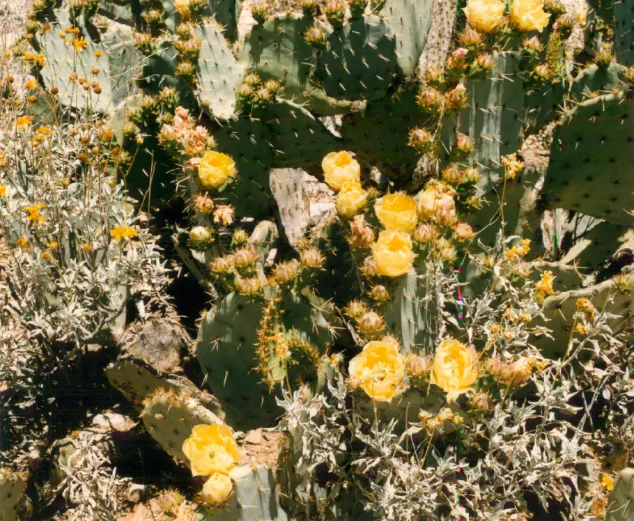 Engelmann's Prickly Pear (Opuntia Engelmannii) — this species bears showy yellow flowers; and they can sometimes exhibit red or purple hues at, image 84