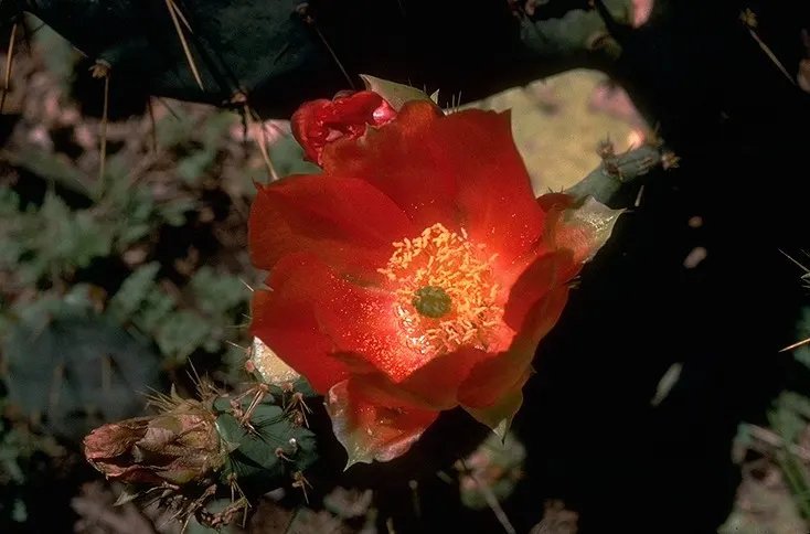 Engelmann's Prickly Pear (Opuntia Engelmannii) — cactus for full