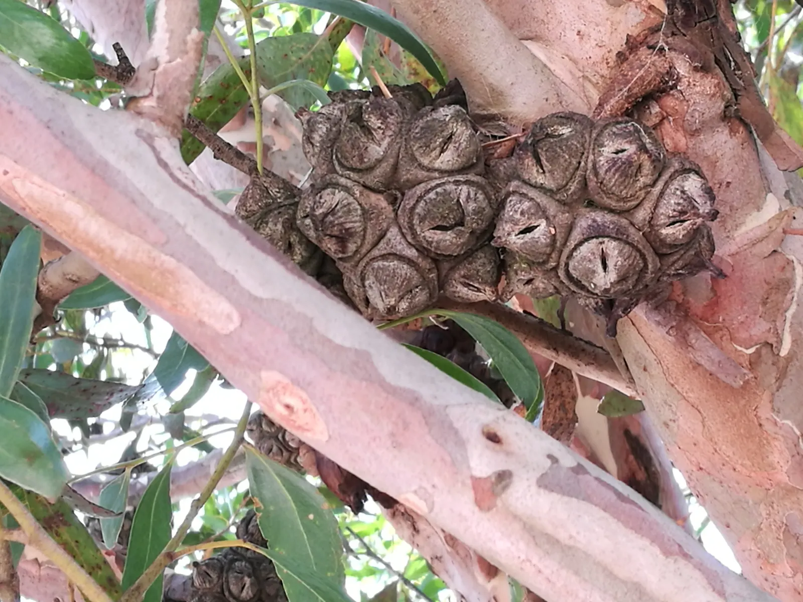 Bushy Yate, Leymann's Gum (Eucalyptus Conferruminata) — low-maintenance choice for ornamental or screening purposes